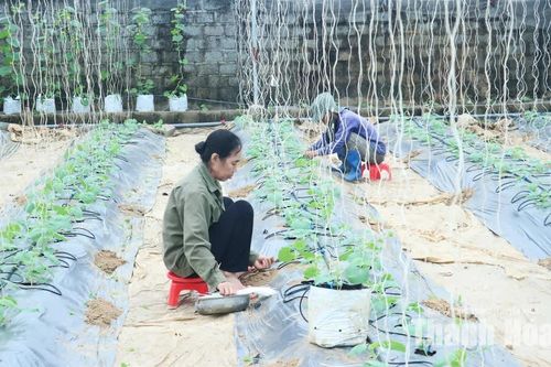 Nâng cao hiệu quả sử dụng đất ở các HTX nông nghiệp