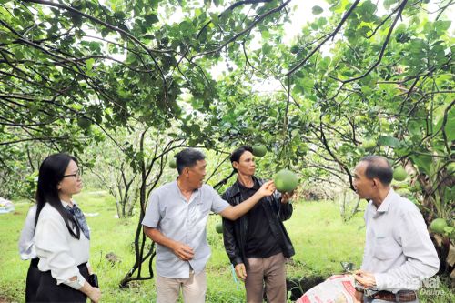 Xây dựng chuỗi liên kết bưởi xuất khẩu