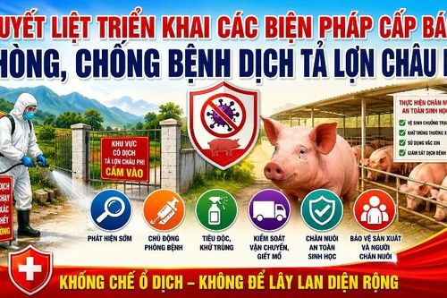Quyết liệt triển khai các biện pháp cấp bách phòng, chống bệnh Dịch tả lợn Châu Phi