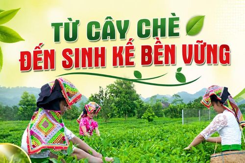 Từ cây chè đến sinh kế bền vững