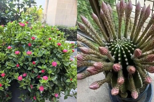 5 loại hoa đẹp đến mấy cũng không nên tùy tiện trồng trong nhà, nhiều gia đình đang mắc phải, đặc biệt là số 1