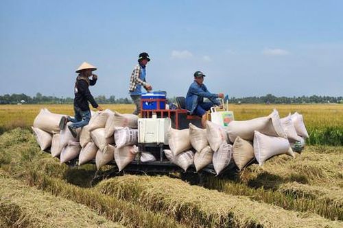 Nông dân miền Tây phấn khởi vì lúa Hè Thu trúng mùa, được giá