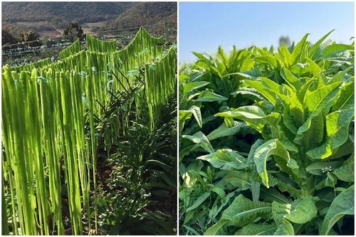 Nguồn gốc tên gọi rau tiến vua
