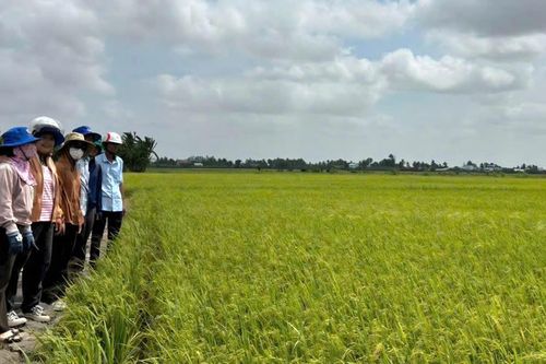 Tăng lợi nhuận nhờ canh tác lúa 'thuận thiên'
