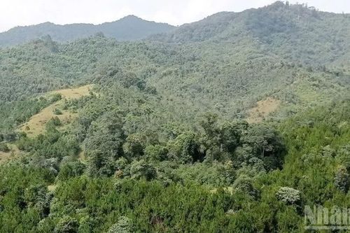 Lâm Đồng tập trung khắc phục tồn tại trong quản lý, bảo vệ rừng
