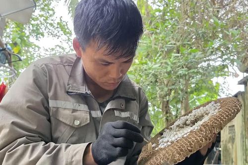 Độc đáo nghề thuần nuôi ong vò vẽ lấy nhộng