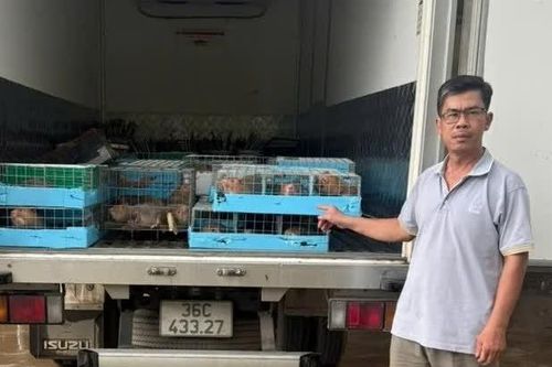 Khởi tố đối tượng buôn lậu động vật hoang dã ở Quảng Trị