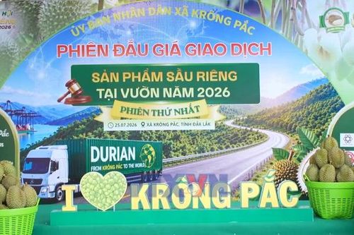 Đấu giá sản phẩm sầu riêng tại vườn: mở ra phương thức tiêu thụ mới