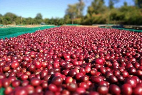 Giá nông sản hôm nay (11/8): Giá cà phê tiếp đà tăng mạnh, hồ tiêu ổn định
