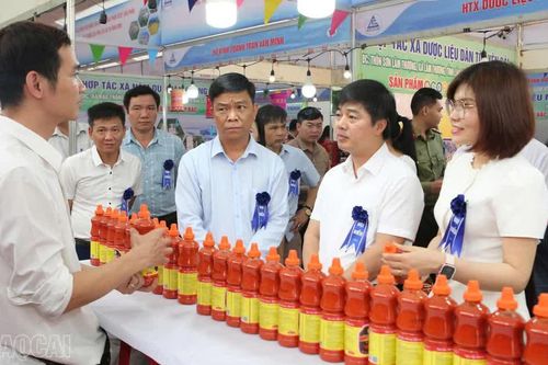 Lào Cai tổ chức "Tuần lễ nhận diện nông sản an toàn, sản phẩm OCOP của tỉnh Lào Cai" tại Nghệ An