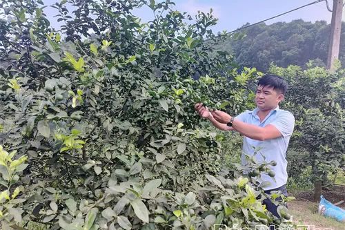 Phát huy lợi thế, nâng cao thu nhập