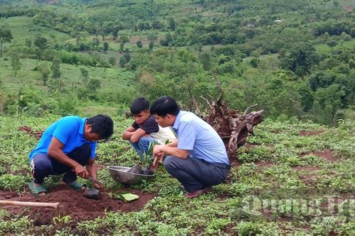 Chuyển đổi cây trồng-hướng thoát nghèo ở vùng núi