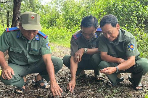 Giữ màu xanh Thạnh Phú, bảo tồn bền vững hệ sinh thái đất ngập nước