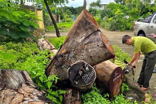 Kiểm lâm vào cuộc vụ hàng cây xà cừ trong trụ sở xã bị cưa hạ bất thường ở Gia Lai