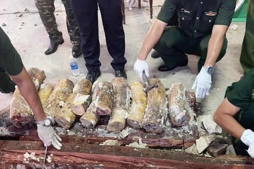 Phát hiện hơn 1.193 kg ngà voi và 79,3 kg xương động vật hoang dã từ châu Phi