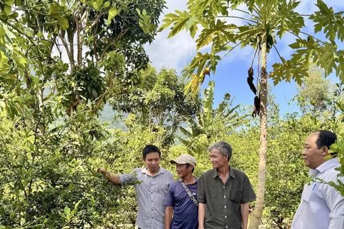Hái lá thu tiền triệu từ cây chúc