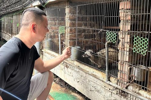 Từng mất trắng hàng trăm con chồn, anh nông dân xứ Nghệ làm lại và thu 2 tỷ đồng/năm
