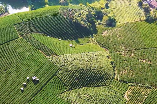 Thái Nguyên sẵn sàng cho Festival Trà Quốc tế 2026