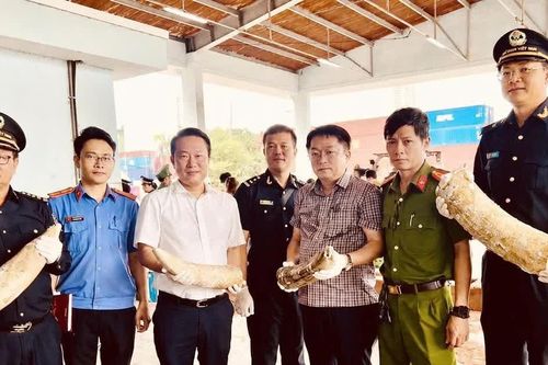 Phát hiện gần 1,2 tấn ngà voi và xương động vật tại cảng Quy Nhơn