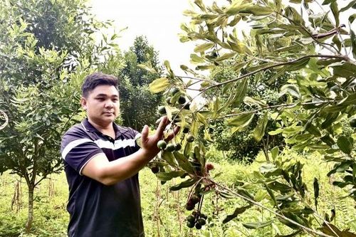 Mác ca mở hướng phát triển kinh tế nông nghiệp hiệu quả, bền vững