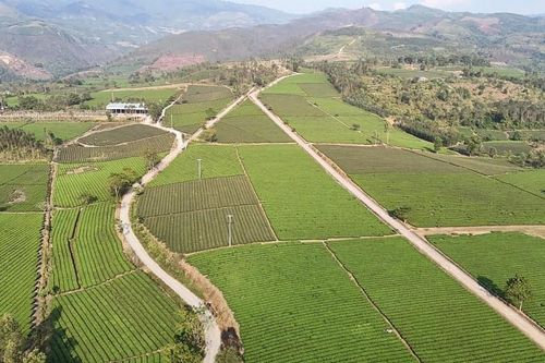 Lào Cai: Xây dựng vùng chè tập trung an toàn, chất lượng cao hướng tới thị trường châu Âu