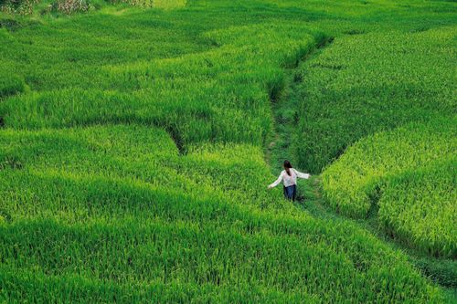 Cảnh đồng lúa xanh bất tận ở 'ngôi làng đẹp nhất châu Á' tại Việt Nam
