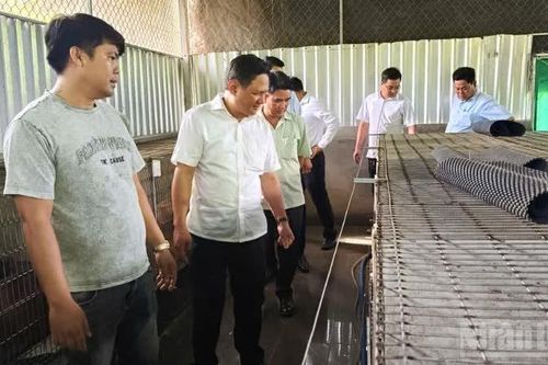 Phụng Hiệp triển khai dự án giảm nghèo từ nuôi chồn hương sinh sản
