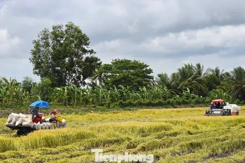 Đề xuất giá sàn mua bán gạo thơm