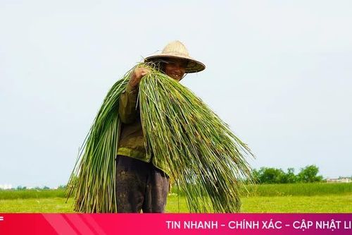 'Ốc đảo' Hồng Lam rộn ràng mùa cói