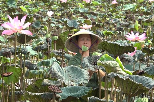 Mô hình kinh tế '3 trong 1' từ cây Sen