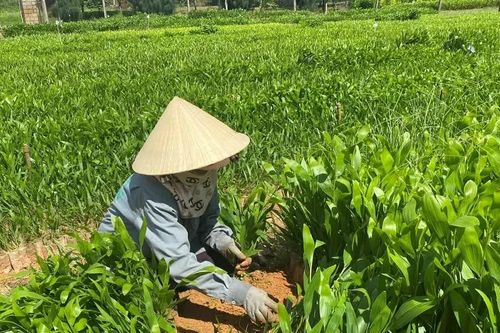 Sáp nhập 14 công ty lâm nghiệp thành Công ty TNHH Lâm nghiệp Gia Lai