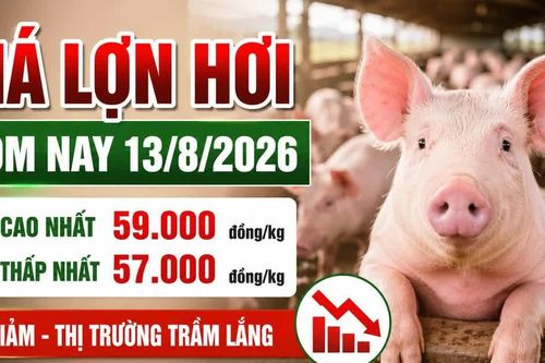 Giá lợn hơi hôm nay 13/8: 16 địa phương tiếp tục giảm giá