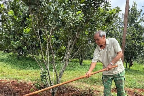 Già làng Điểu Plưu làm gương trong chuyển đổi cây trồng