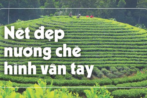 Nét đẹp nương chè hình vân tay
