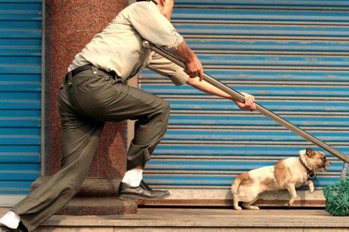 TP.HCM: Tông xe vào cán bộ công an, kẻ trộm chó bị bắt