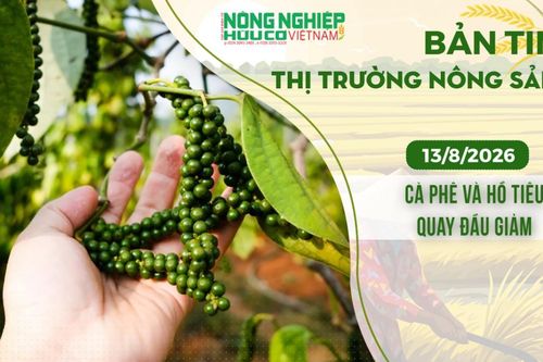 Thị trường nông sản 13/8/2026: Cà phê và hồ tiêu quay đầu giảm