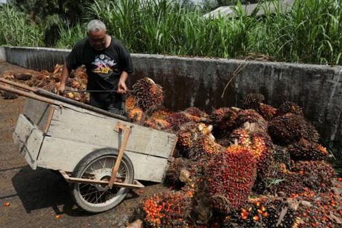 Malaysia phát triển chất làm mát trung tâm dữ liệu từ dầu cọ