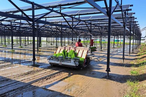 Người Nhật biến ruộng lúa thành nhà máy điện
