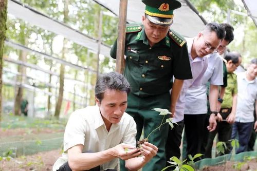 Bàn cơ chế, giải pháp phát triển sâm Lai Châu tại các xã biên giới