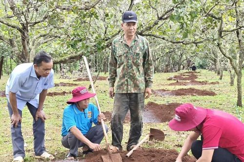 `Nhân rộng mô hình cây ca cao trồng xen dưới tán điều ở vùng biên