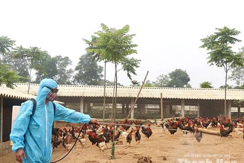 Khắc phục “điểm yếu” trong chăn nuôi gà thả vườn