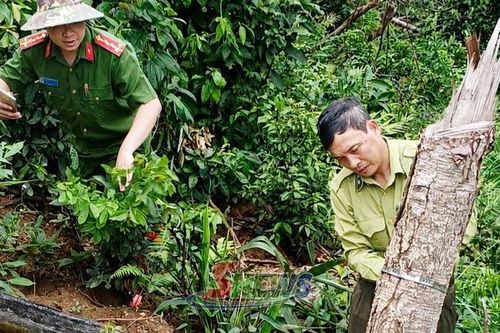 Đẩy mạnh quản lý, bảo vệ rừng