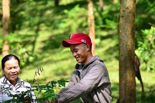 Doanh nghiệp có thể kiếm tiền từ tín chỉ carbon nhưng đang bỏ lỡ