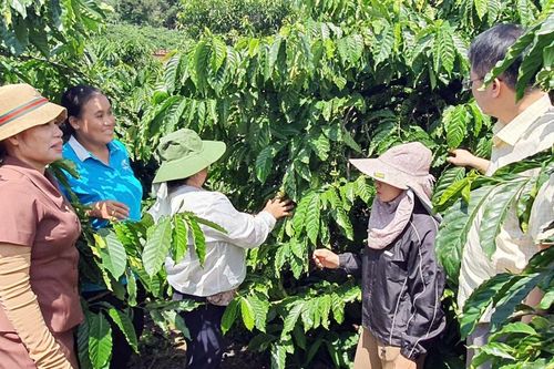 Quảng Ngãi: Dòng vốn chính sách nối dài những mùa xanh