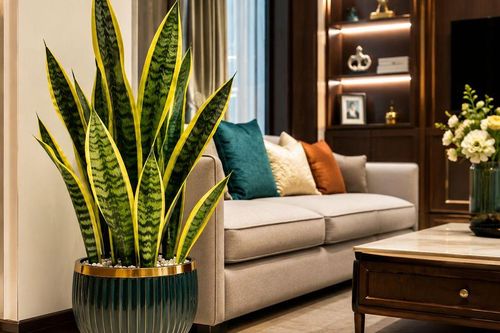 3 vị trí tốt nhất để trồng cây Lưỡi Hổ