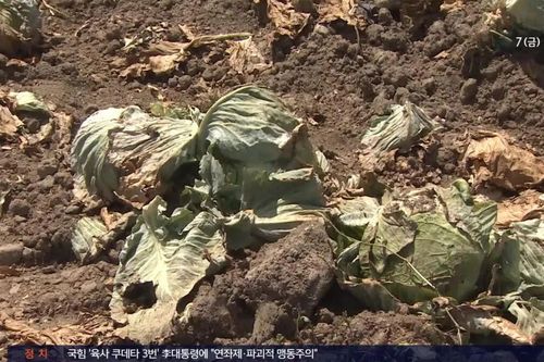 Nắng nóng kéo dài ở Hàn Quốc khiến bắp cải cháy lá, khoai tây mềm nhũn như luộc, đào nhiều lớp đất vẫn không tìm được củ nào còn nguyên vẹn