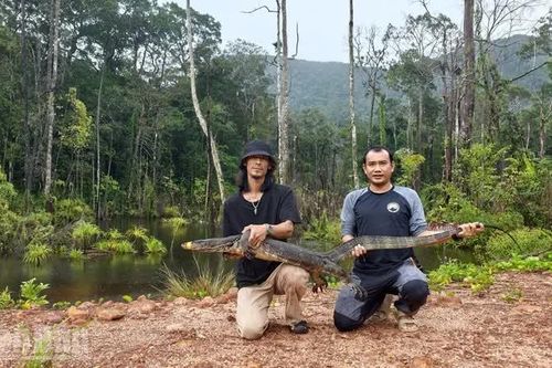 An Giang: Tái thả cá thể kỳ đà hoa nặng 20kg, dài 2m về rừng tự nhiên