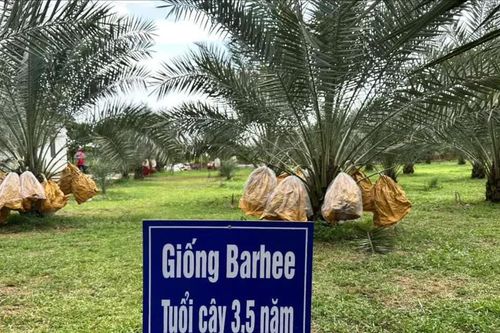 Nông dân thu nửa tỷ đồng từ vườn chà là đầu tiên tại Đồng Nai