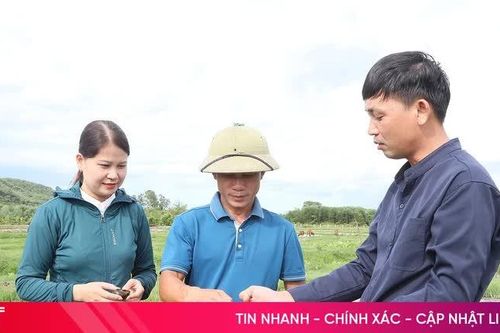Nông dân xã Mai Hoa ổn định kinh tế nhờ đầu tư nuôi ốc bươu đen
