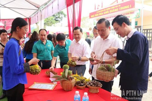 Khai mạc mùa hạt dẻ năm 2026